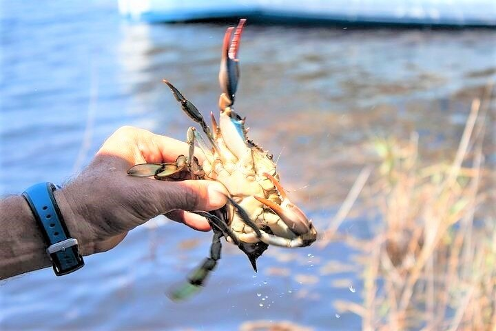 Hilton Head Crabbing Expedition Boat Cruise - Photo 1 of 7